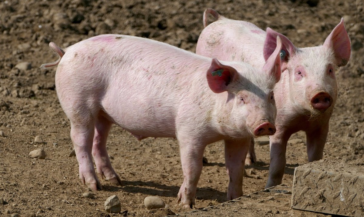Veterinarska inspekcija utvrdila nepravilnosti, usmrćena 341 svinja kod Varaždina