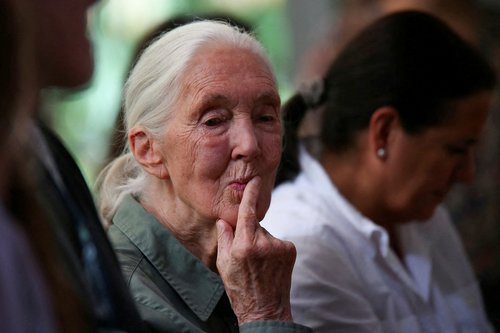 jane goodall