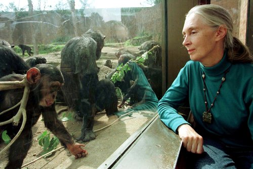 Jane Goodall