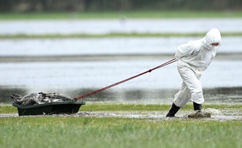 A specialist wearing a protective suit pulls a tub filled with cranes believed to have died due to a highly contagious bird flue strain