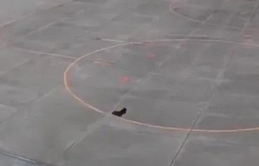 VIDEO / Drama na aerodromu: Zbog neobičnog gosta prizemljili sve avione