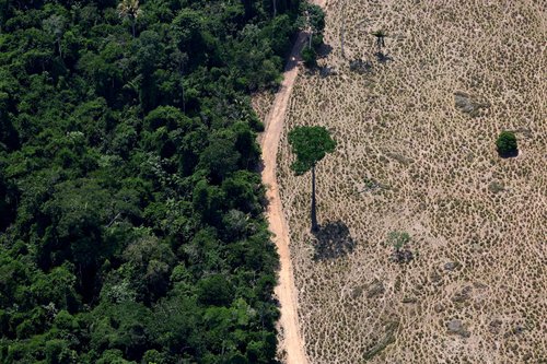 A tree stands in a deforested area in Maraba, Para state, Brazil September 11, 2025.