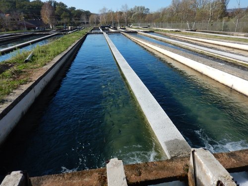 Foto3 Pastrvski ribnjak