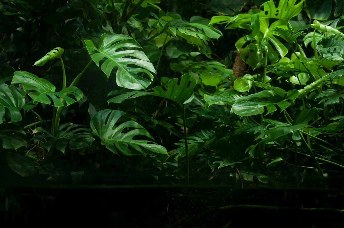 monstera lechuza pon Lechuza Pon