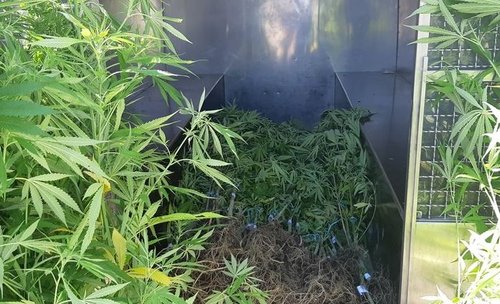 marihuana, indijska konoplja