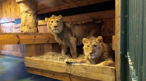 Arrival of lions from an animal shelter in Kyiv at Oudsbergen's nature centre