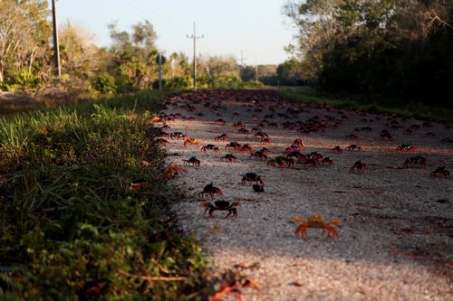 After pandemic peace, fresh swarms of crabs invade Cuba's Bay of Pigs, in Playa Larga