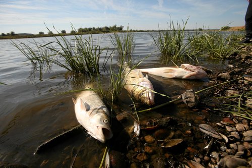 Oder river water contaminated causing the mass extinction of fish