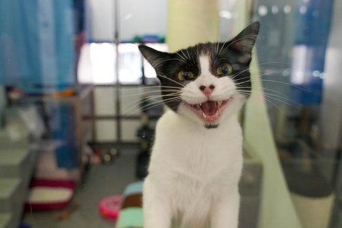 Britons give up their pets due to soaring inflation