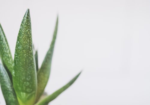 tequila agave pflanze kaufen Tequila-Agave (Agave tequilana) main image 1