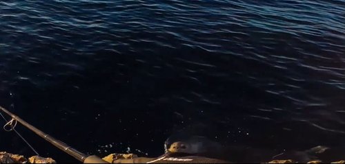 sredozemna medvjedica