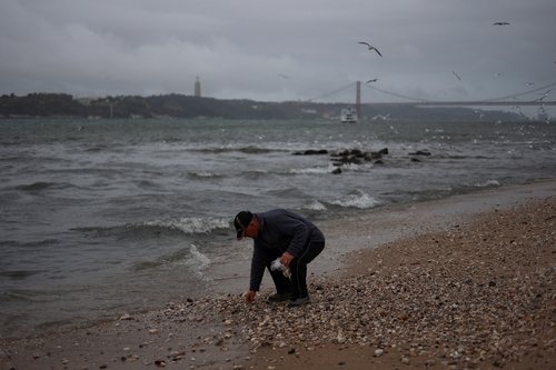 A man picks up clam sea shells from Tagus River in Lisbon