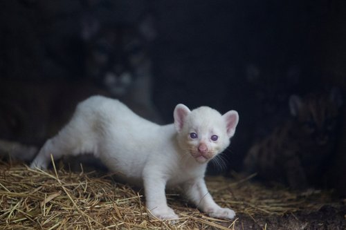 Albino puma cub born at Thomas Belt zoo, in Juigalpa