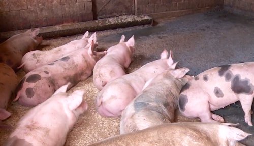 afrička svinjska kuga