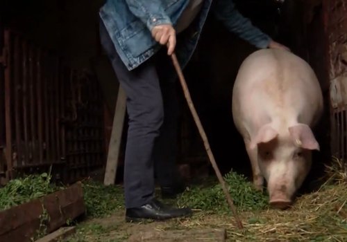 afrička svinjska kuga