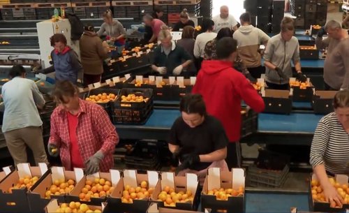 mandarine, dolina neretve