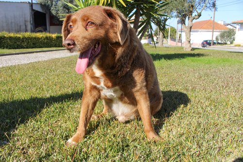 FILE PHOTO: The dog, Bobi, that broke the record for oldest dog ever at 30 years-old, is pictured at Conqueiros, in Leiria