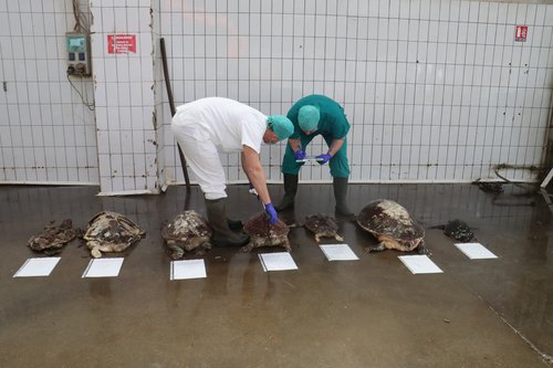 glavate želve, morske kornjače