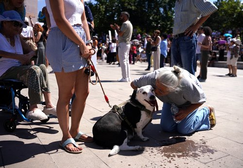 Animal rights rally against bill targeting stray dogs, in Ankara