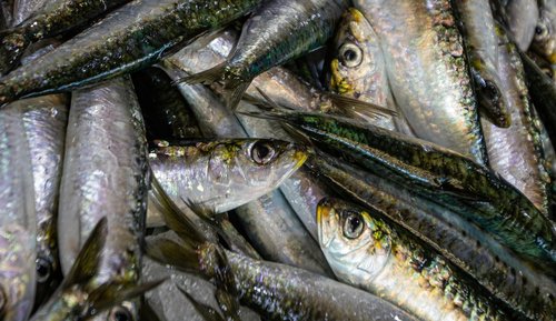sardine