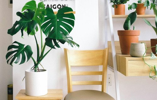 philodendron billietiae kaufen Philodendron Billietiae Var. #817-11 – PlantTheStudio main image 0