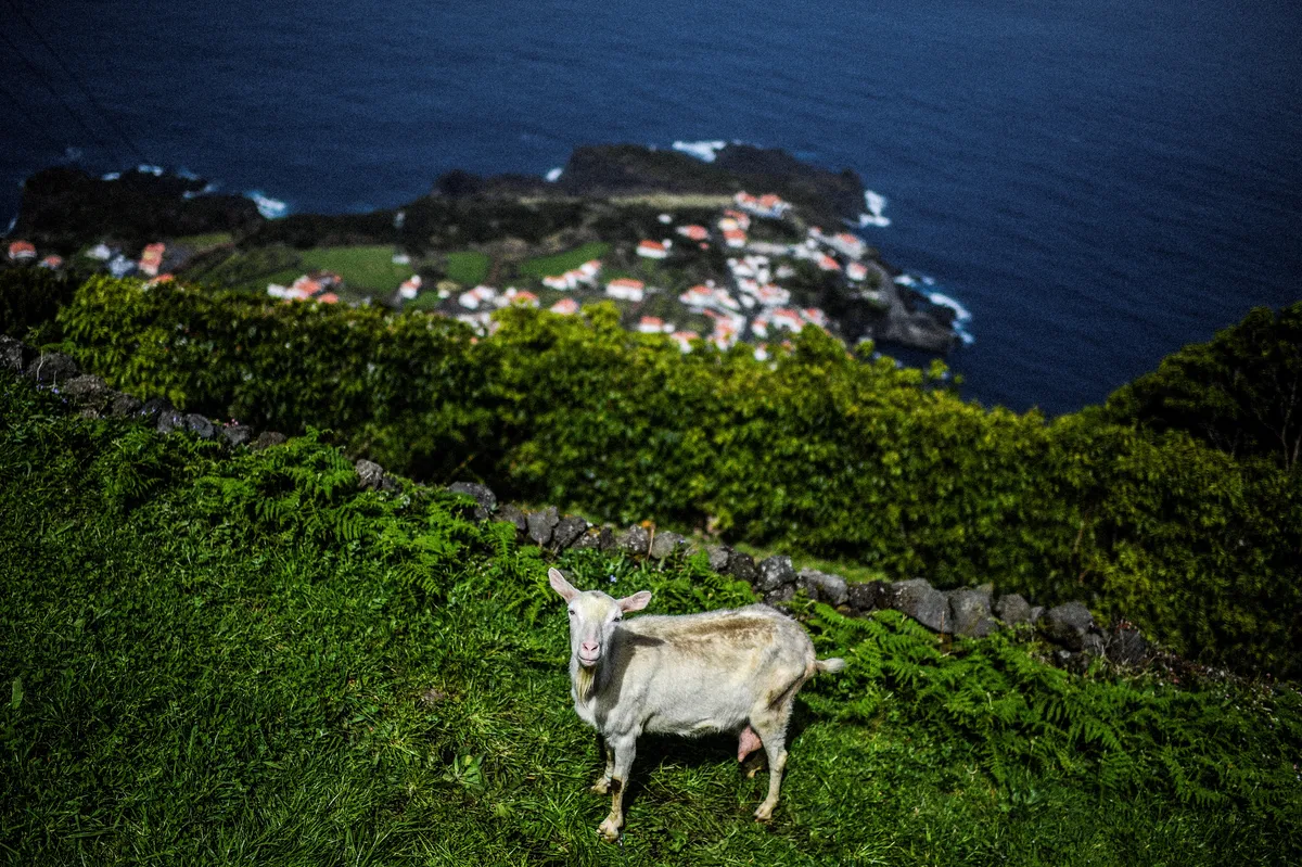 Koze koje su šokirale svijet: Znanstvenicima nije jasno kako su preživjele