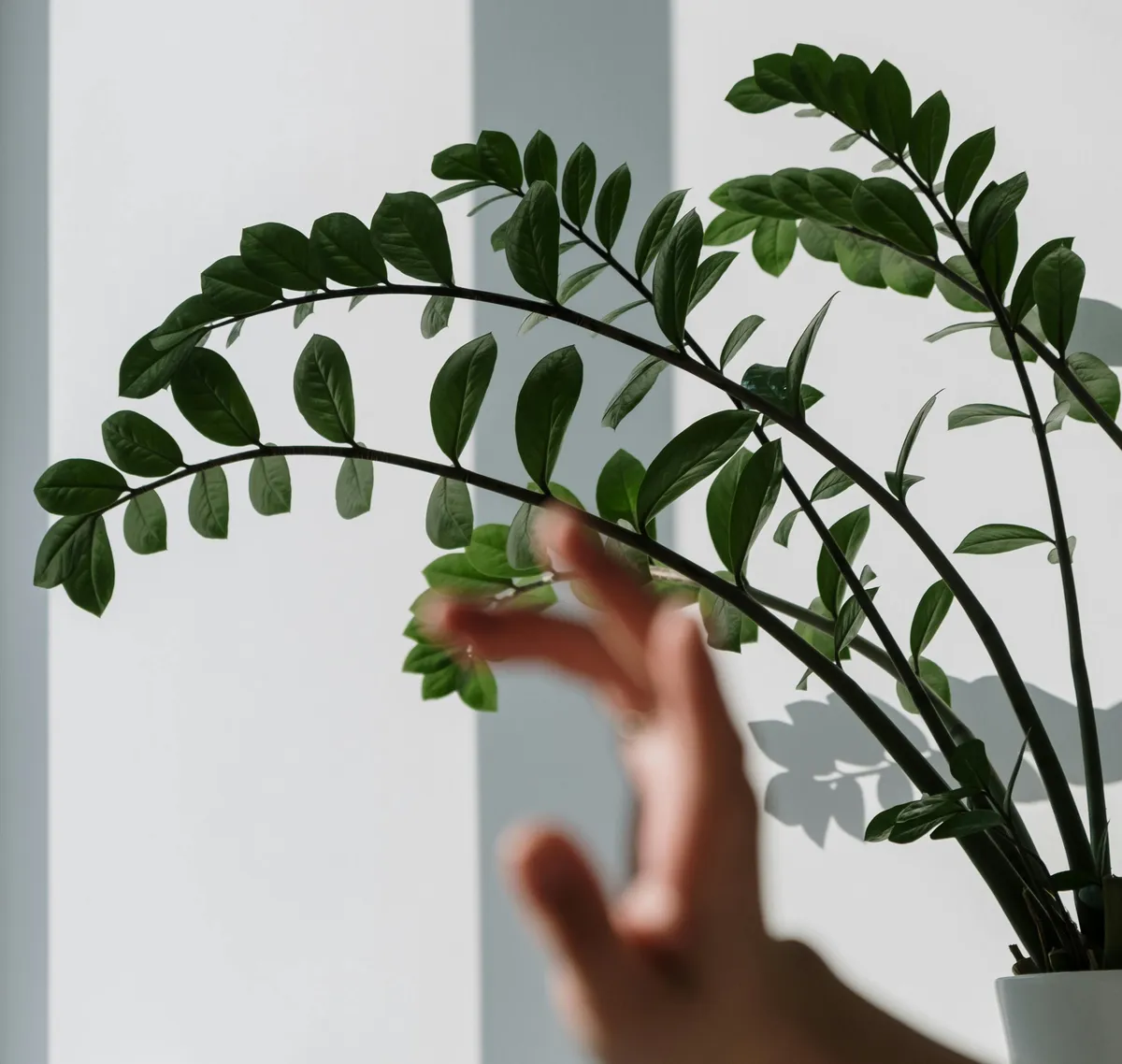 Zamija: Idealna biljka za potpune početnike, ukrasit će baš svaki prostor