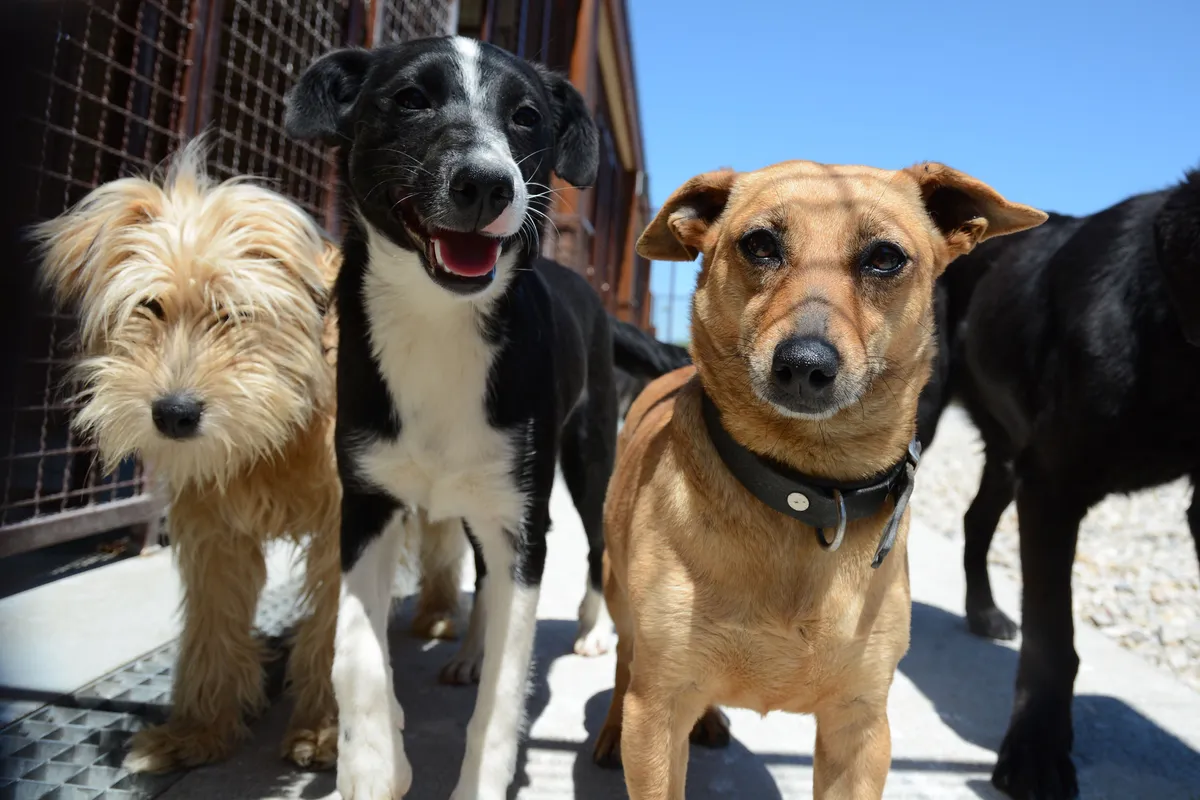 EU uvodi nova pravila: Obvezno mikročipiranje i registracija svih pasa i mačaka