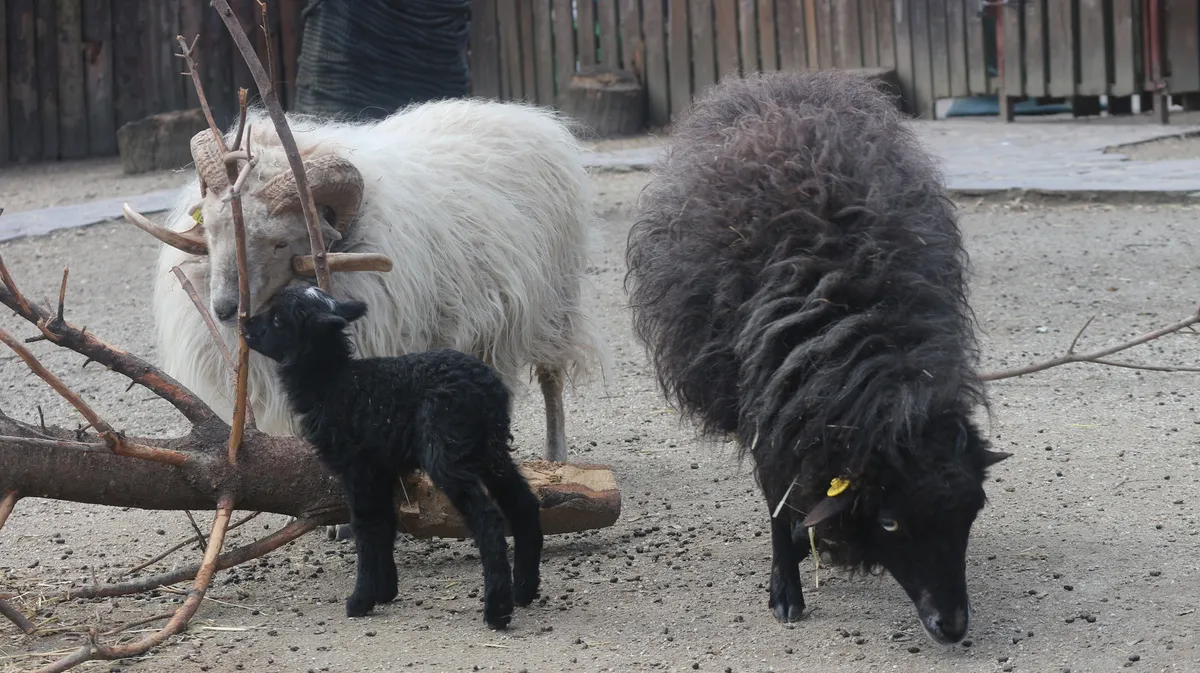 FOTO / Zagrebački ZOO dobio Točkicu, crno janje s bijelim čuperkom