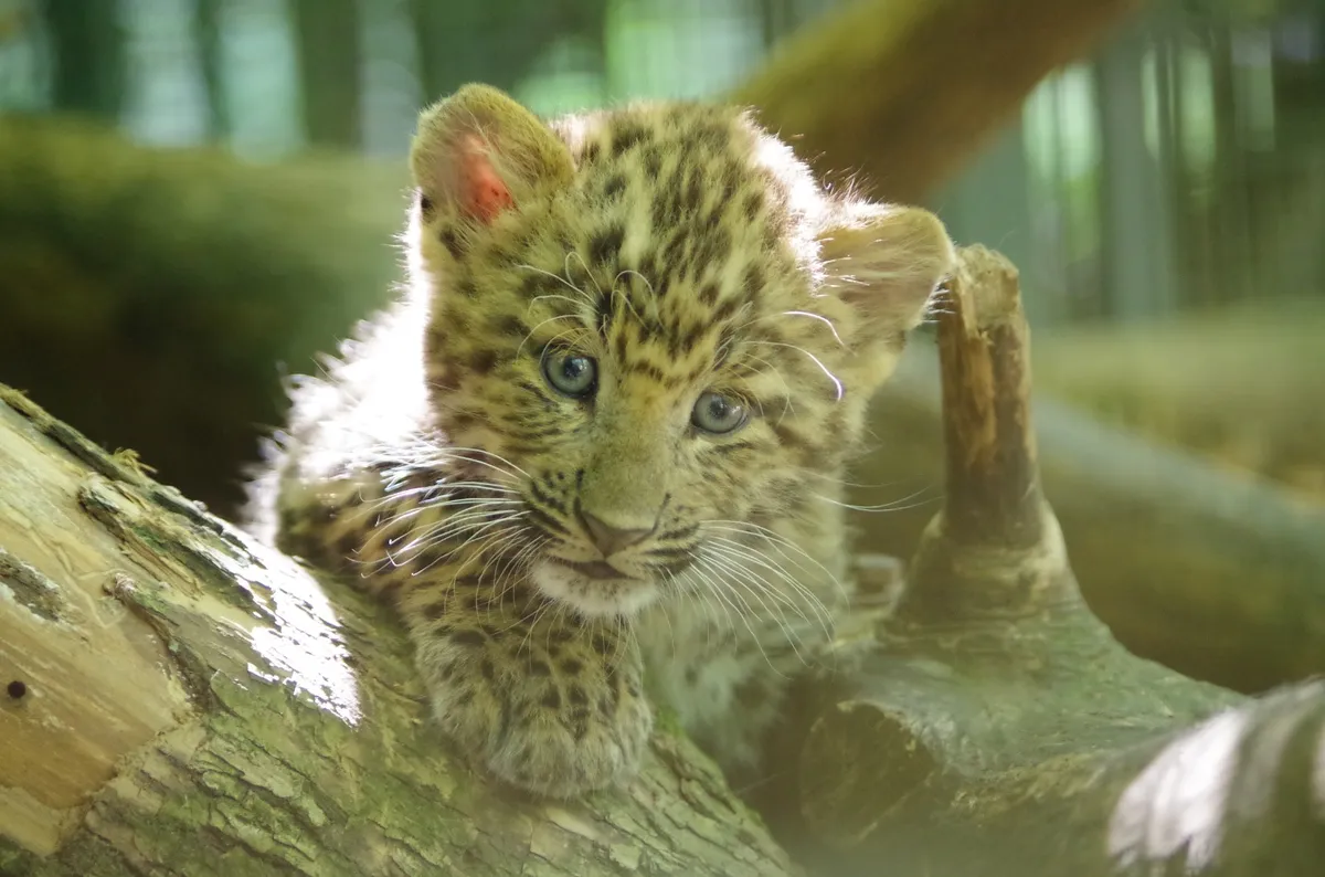 FOTO / U Zagrebu se okotila prva dva kineska leoparda u Europi ove godine