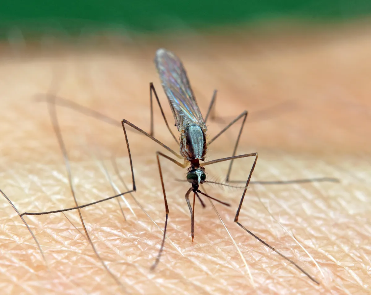 Znanstvenici otkrili zašto komarci neke ljude grizu više nego druge