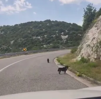 VIDEO / Ostavili male pse na cesti u Pločama. Grad: Ovo se neće tolerirati