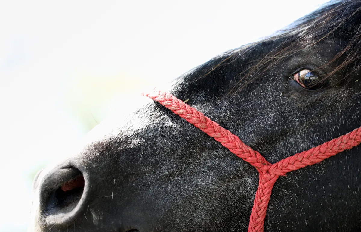 Tragedija u Križevcima: Veterinar poginuo tijekom zahvata na kobili, životinja ga udarila u prsa