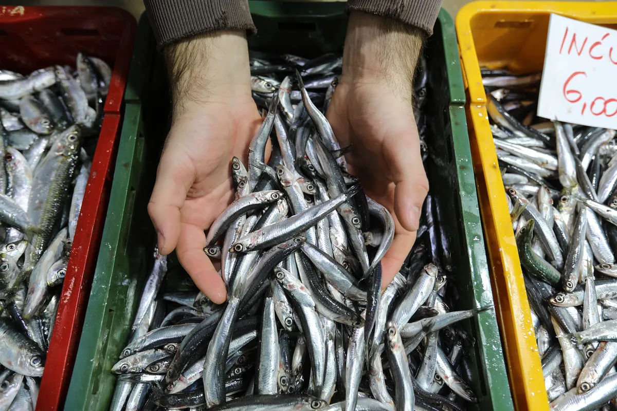 Ni sardina, skuša ni losos: Ovu morsku ribu trebali biste češće imati na tanjuru