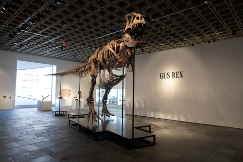 Gus the Tyrannosaurus Rex skeleton at Sotheby's auction house in New York City