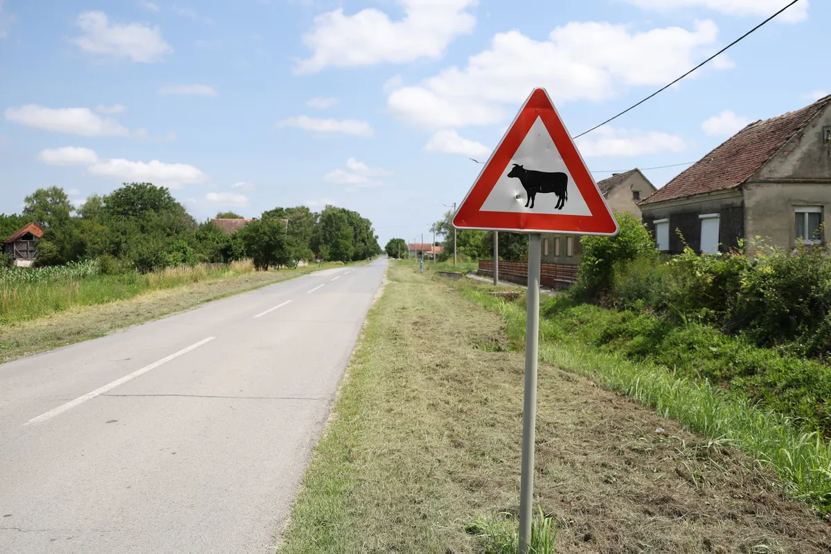 U Srbiji izvanredno stanje zbog afričke svinjske kuge, nova žarišta i u naseljima uz Hrvatsku
