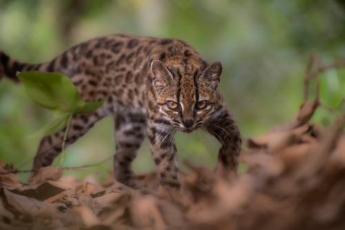 A Leopardus tilcayo cat. Fernando Faciole/National Geographic/Handout via REUTERS