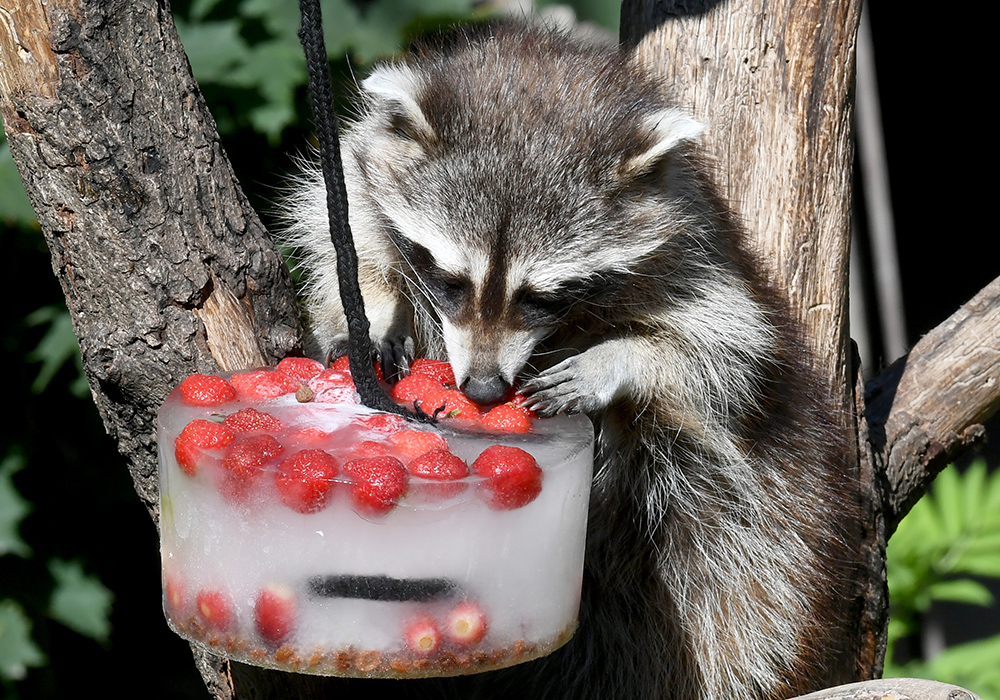 AFP/Holger Hollemann