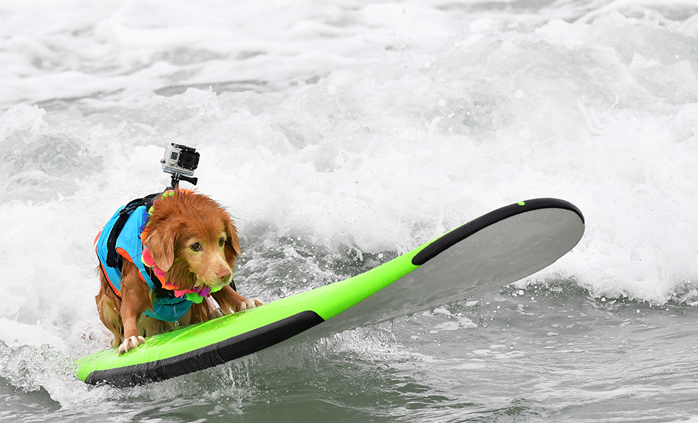 AFP/Frederic J. Brown