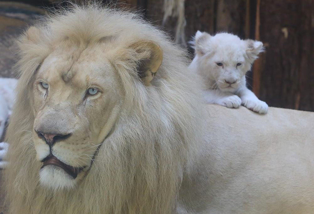 AFP/Peter Gercke/dpa