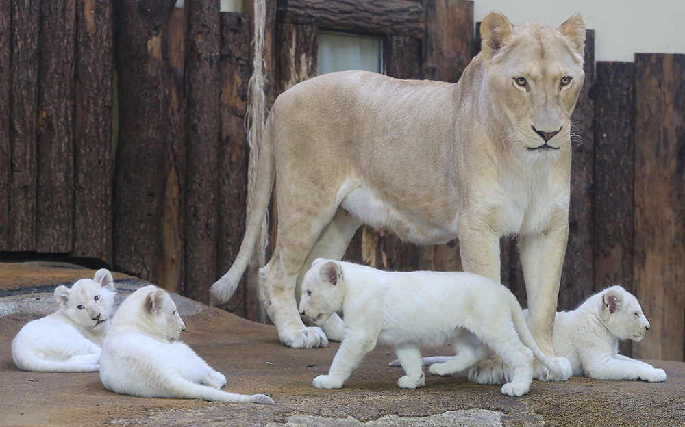 AFP/Peter Gercke/dpa