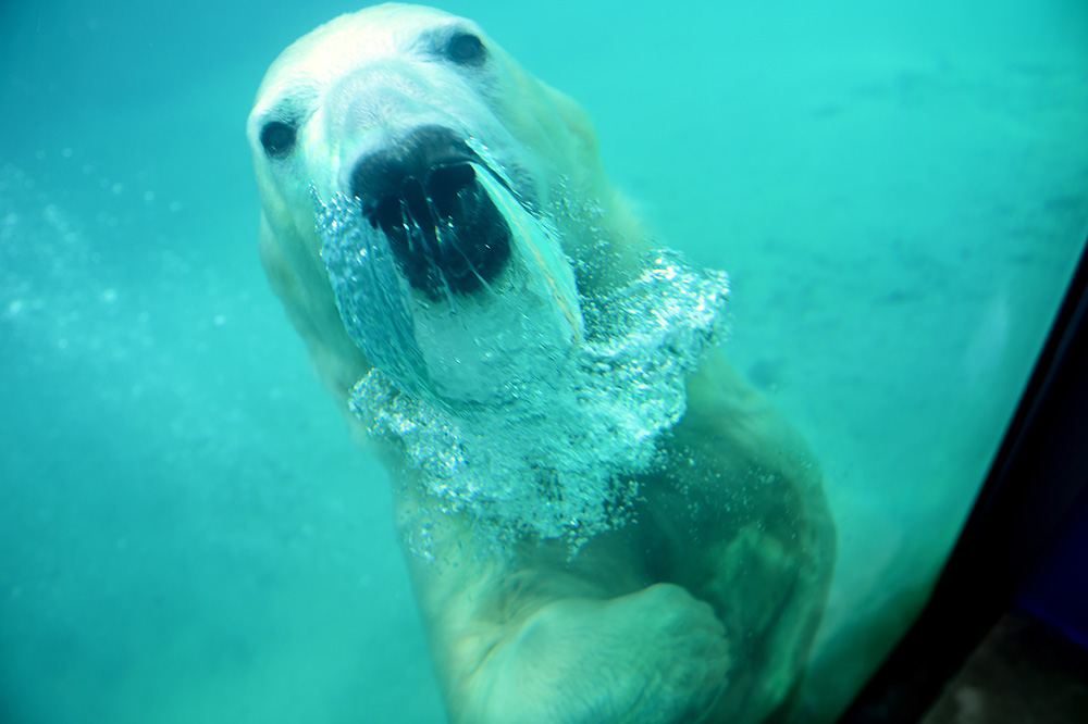 AFP/Attila Kisbenedek