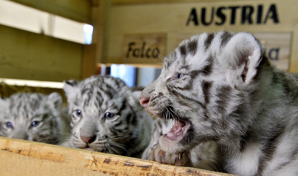 AFP/Herbert Pfarrhofer