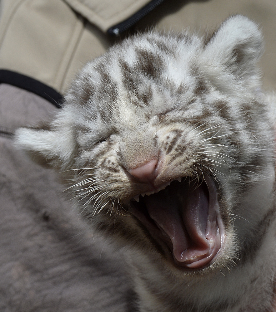 AFP/Herbert Pfarrhofer