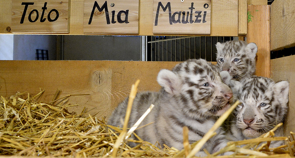 AFP/Herbert Pfarrhofer