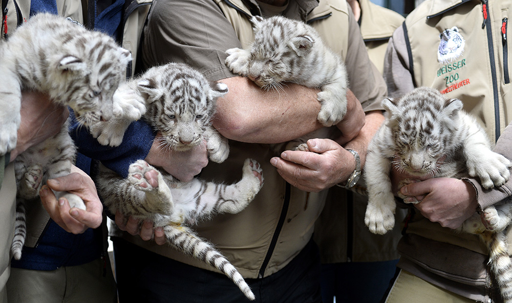 AFP/Herbert Pfarrhofer