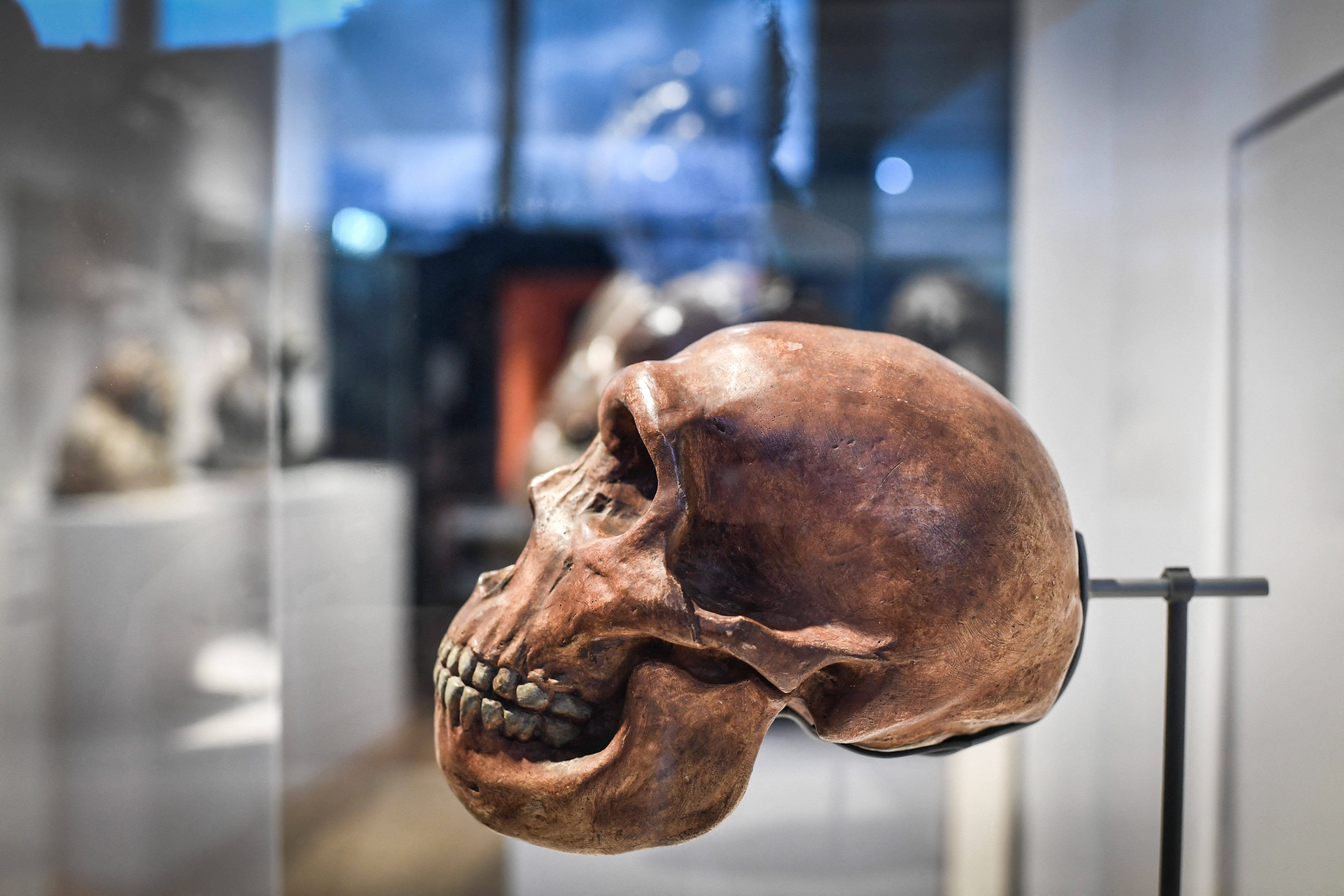 neandertalci, neandertalac, DOUNIAMAG-FRANCE-SCIENCE-ANTHROPOLOGY-MUSEE-NEANDERTHAL