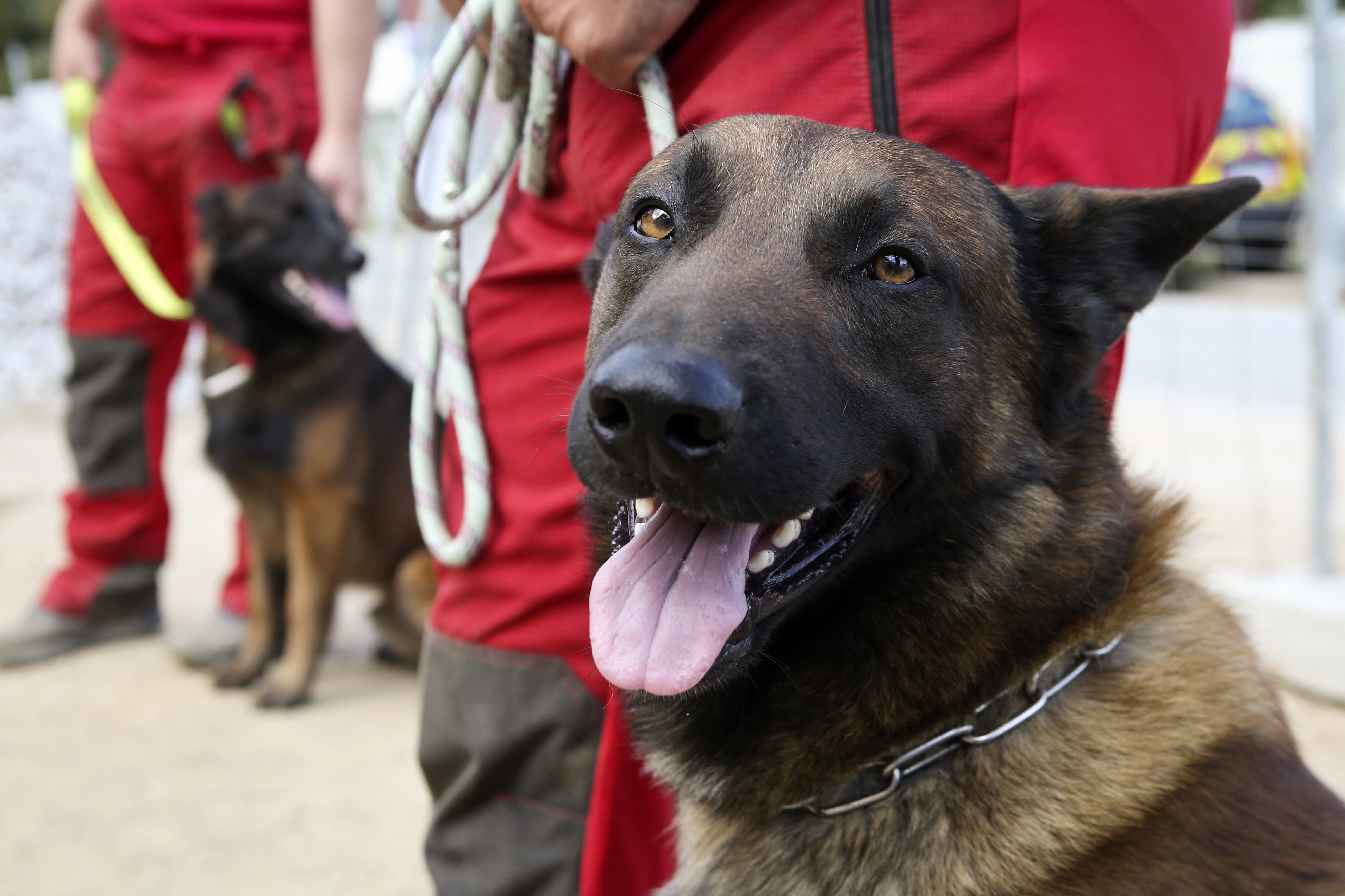 pas, koronavirus, psi, životinje, covid-19 FRANCE-CORSICA-HEALTH-VIRUS-ANIMAL