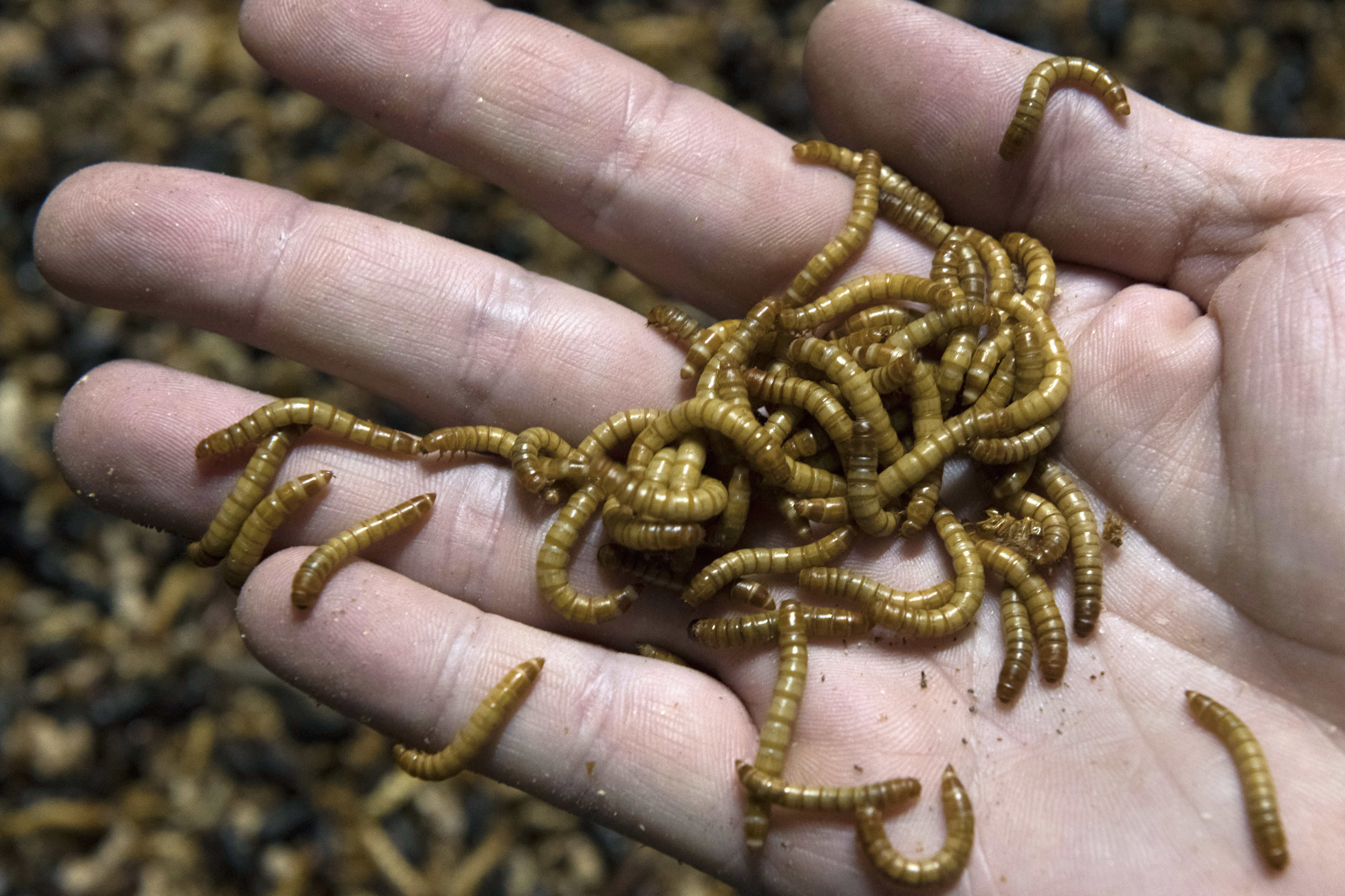 ličinke, Tenebrio molitor