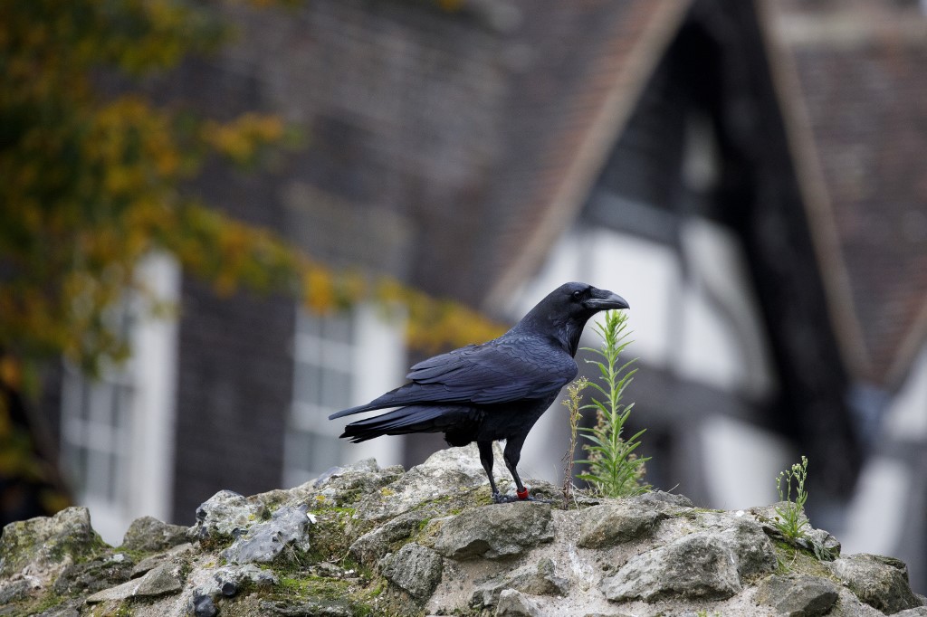 gavran, tower of london, londonski toranj, ptica